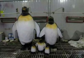 風景區(qū)玻璃鋼企鵝雕塑 售樓處廣場雕塑 仿古擺件