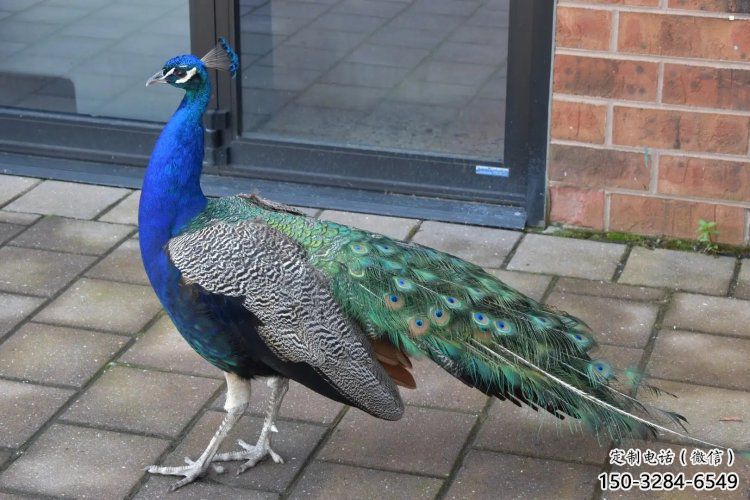 彩繪孔雀雕塑精品，標識雕塑，小區仿真孔雀雕塑供給?