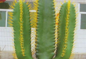 寧德庭院仙人掌雕塑